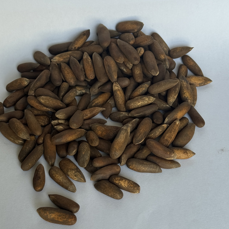 Laghman Pine Nuts